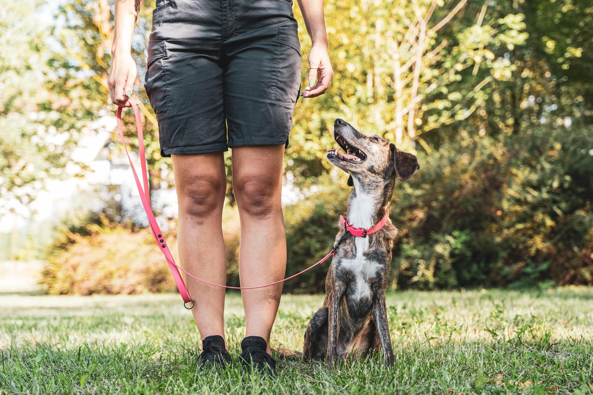 Éducateur & Comportementaliste Canin
